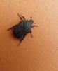 Netocia morio